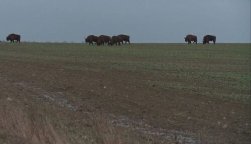Puszcza Białowieska, żubry, podlaskie, Bielsk Podlaski, Lasy Państwowe