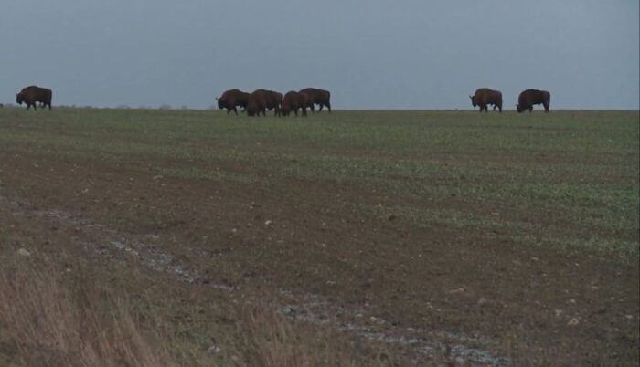Puszcza Białowieska, żubry, podlaskie, Bielsk Podlaski, Lasy Państwowe