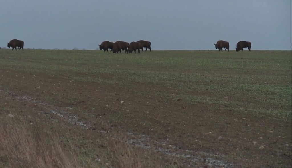 Puszcza Białowieska, żubry, podlaskie, Bielsk Podlaski, Lasy Państwowe