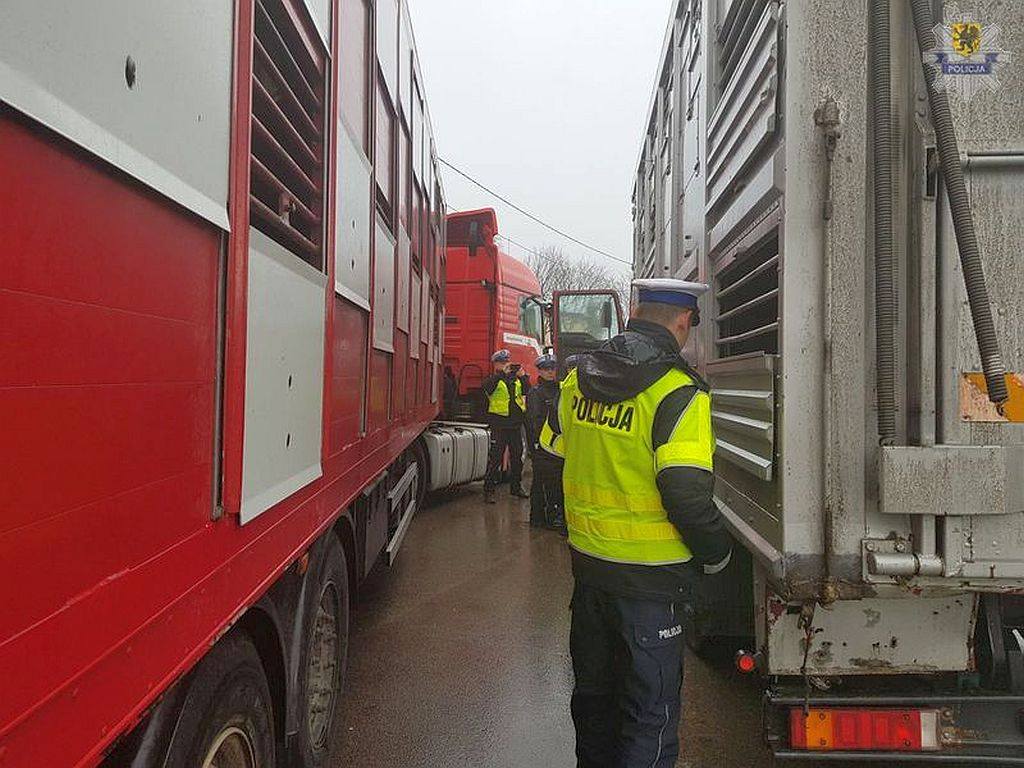 mandat, niewłaściwy transport zwierząt, policja, ITD, pomorskie