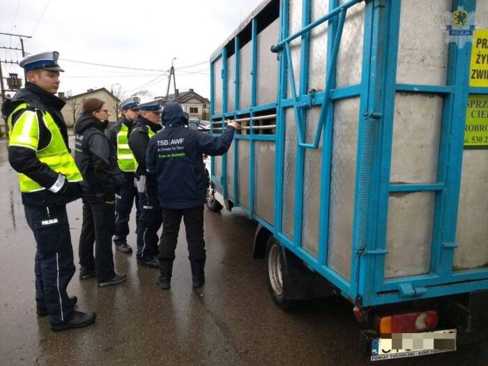 mandat, niewłaściwy transport zwierząt, policja, ITD, pomorskie