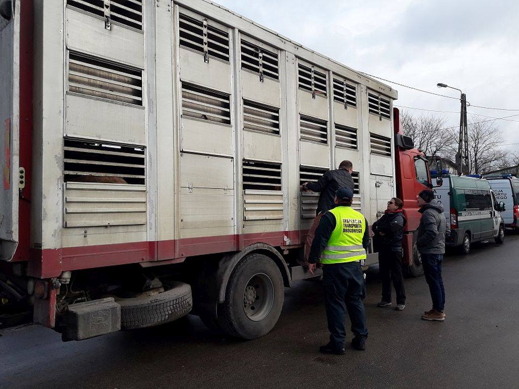 transport zwierząt, dobrostan zwierząt, parlament europejski,Joern Dohrmann