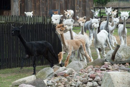 alpaki, zwięrzeta gospodarskie, Polski Związek Hodowców Alpak, ministerstwo rolnictwa