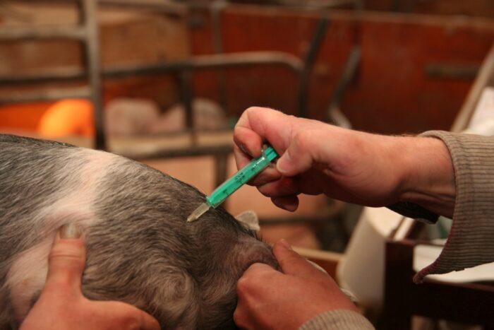 antybiotyki, trzoda chlewna, holandia, świnie