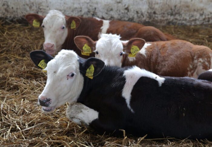 antybiotyki w hodowli zwierząt, hodowla zwierząt, nik, lubuskie, żywienie zwierząt, ministerstwo rolnictwa