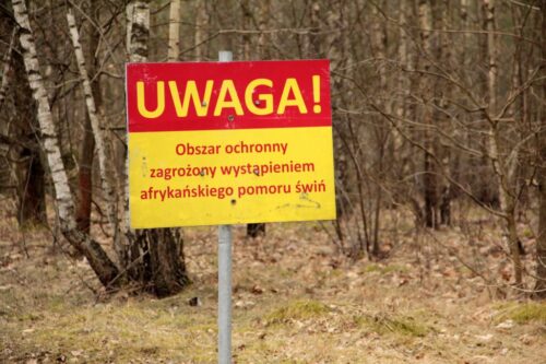 ASF, afrykański pomór świń, wspólna polityka rolna, trzoda chlewna