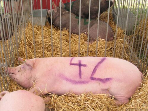 hodowla trzody chlewnej, walka z asf w polsce, program bioasekuracji, odstrzał dzików, mazowsze