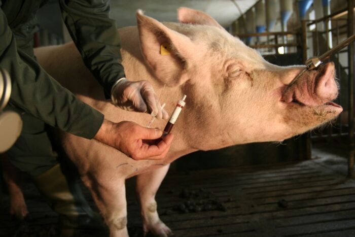 choroba Aujeszkyego, chA, GIW, trzoda chlewna, program zwalczania