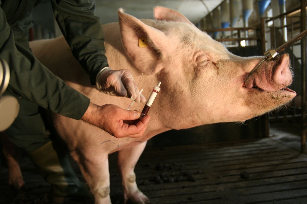 choroba Aujeszkyego, chA, GIW, trzoda chlewna, program zwalczania