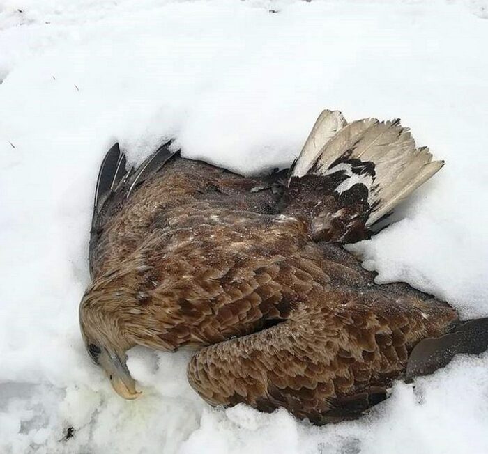 padłe bieliki, orzeł bielik, Nadleśnictwo Narol, karbofuran, lasy państwowe