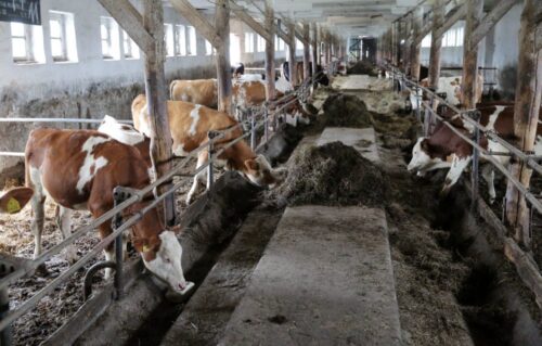 antybiotyki w hodowli zwierząt, hodowla zwierząt, nik, lubuskie, antybiotyki przeciwbakteryjne, żywienie zwierząt