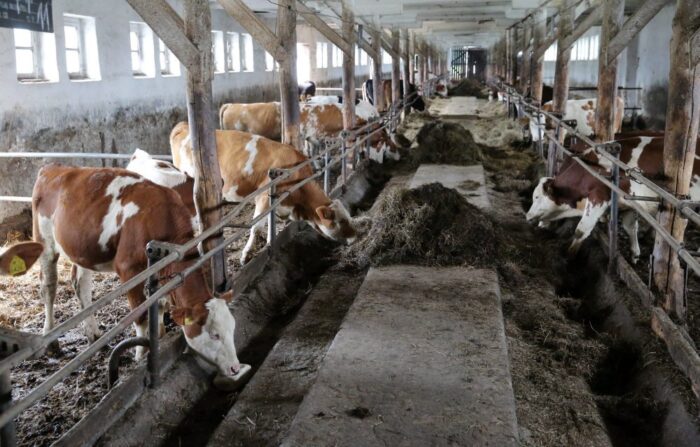 antybiotyki w hodowli zwierząt, hodowla zwierząt, nik, lubuskie, antybiotyki przeciwbakteryjne, żywienie zwierząt