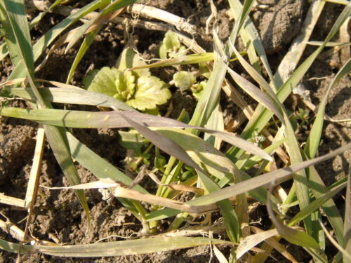 chwasty, pole, oziminy