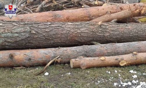 kradzież drewna, sosna, dąb, policja, przestępstwo, Ryki, lubelskie