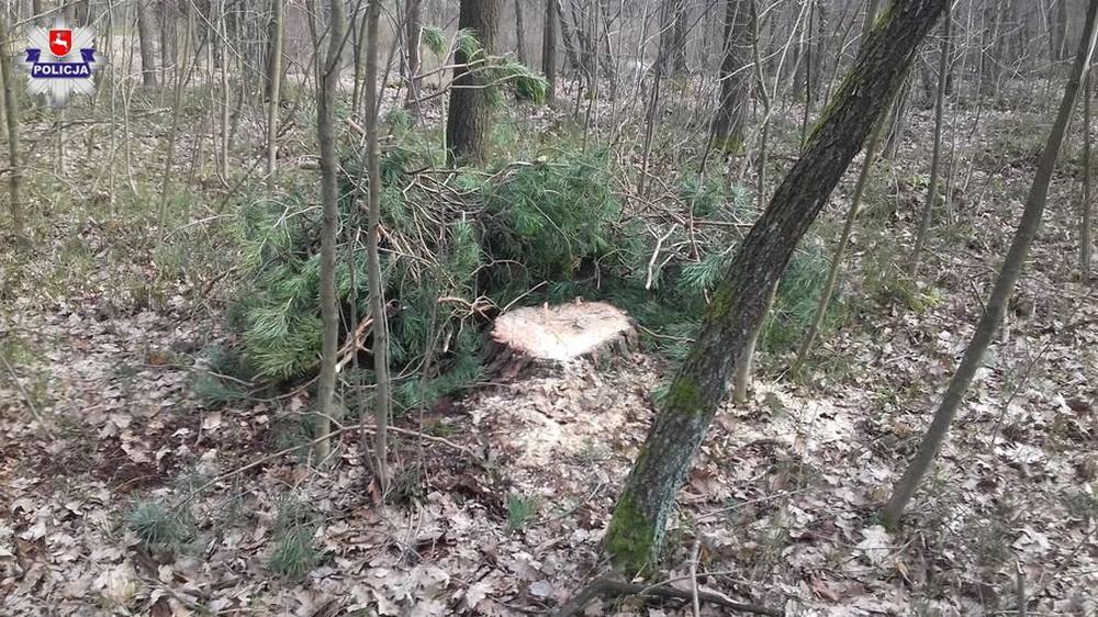 kradzież drewna, sosna, dąb, policja, przestępstwo, Ryki, lubelskie