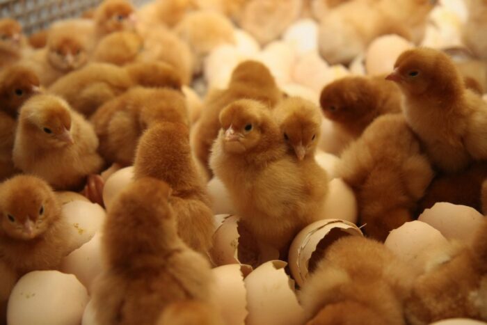 antybiotyki w hodowli zwierząt, hodowla zwierząt, nik, lubuskie, żywienie zwierząt, krd, produkcja drobiu