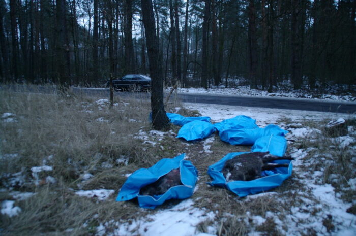 padłe dziki w workach, padłe dziki na parkingu, powiat parczewski, Lubelszczyna, walka z asf w polsce