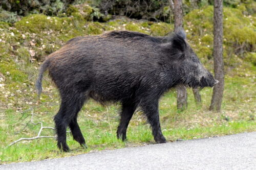szkody, rolnicy, straty, prawo, przepisy, Prawo łowieckie, PIR, protest