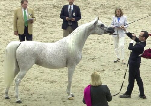 Stadninia Koni Michałów, michałów, Emandoria, Galerida, Equator