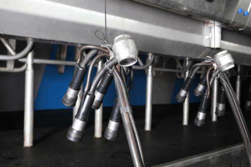 DeLaval, aparat udojowy, krowy mleczne, dój