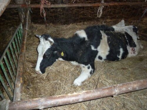 znęcanie się na zwierzetami, cielętnik, warmia i mazury, Sąd Rejonowy w Braniewie, braniewo