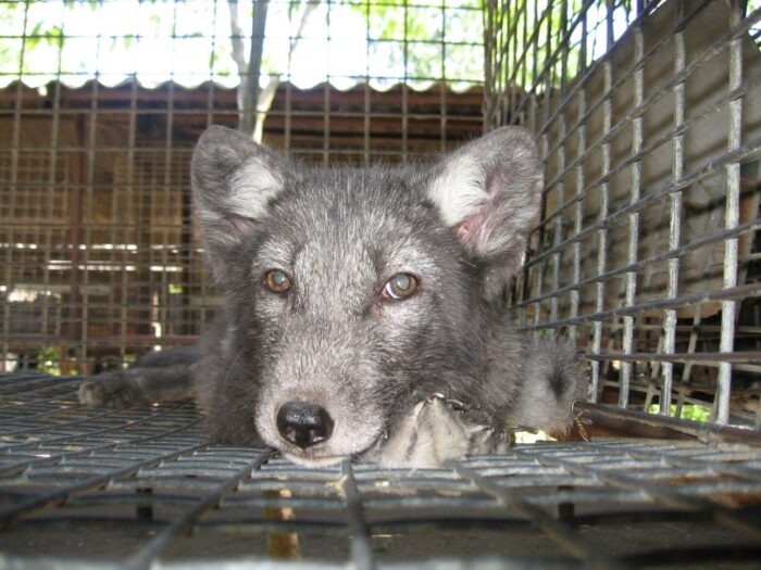 dobrostan, zwierzęta futerkowe