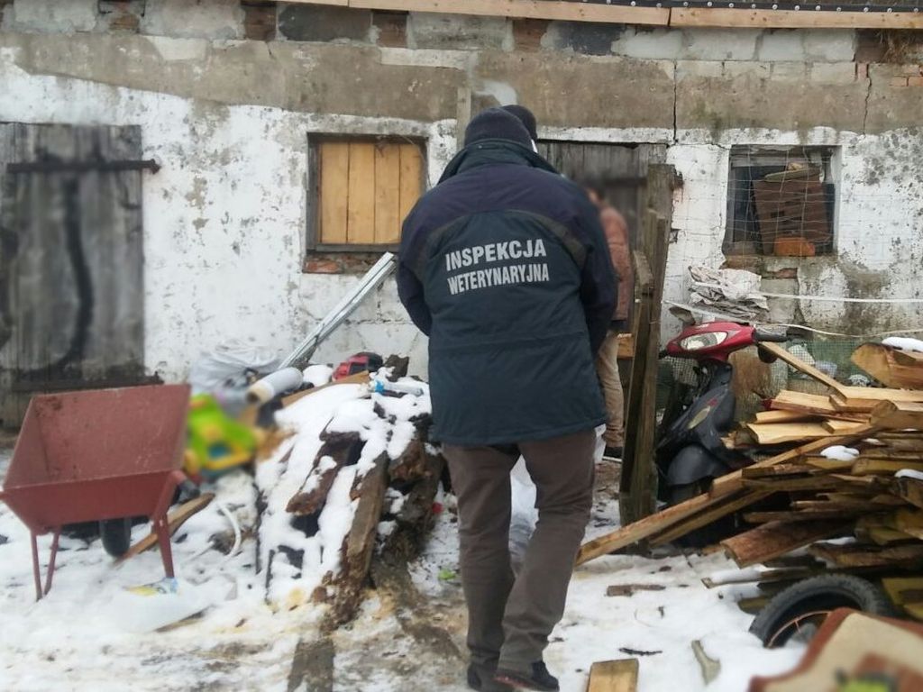 nielegalna hodowla świń, hodowla świń, walka z asf w polsce, mrągowo, warmia i mazury, inspekcja weterynaryjna