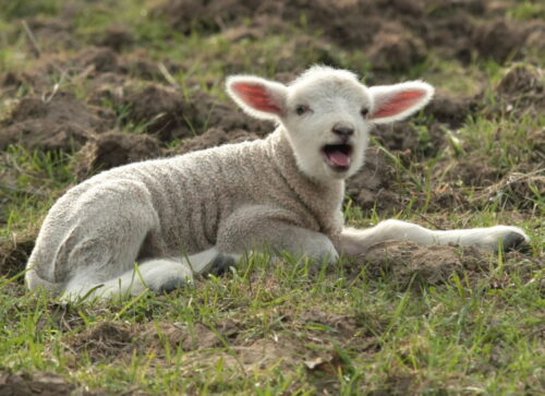 eksport jagniąt do włoch, jagnięcina, Jan Janczy, Regionalny Związek Hodowców Owiec i Kóz w Nowym Targu