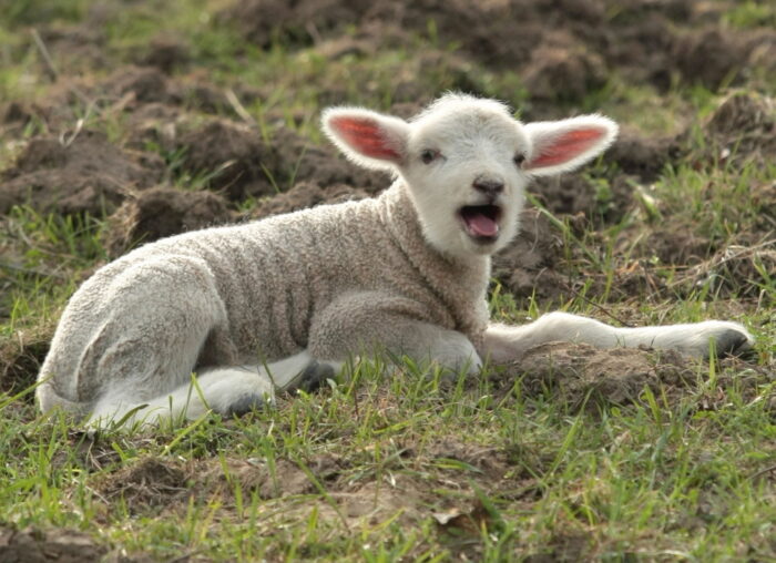 eksport jagniąt do włoch, jagnięcina, Jan Janczy, Regionalny Związek Hodowców Owiec i Kóz w Nowym Targu