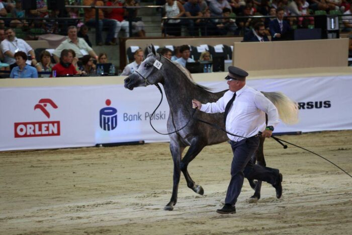 jałówki, byczki, limousine, aukcja bydła mięsnego