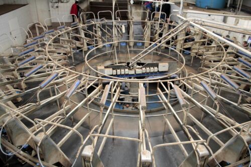 dojarnia karuzelowa, dój krów, DeLaval, wóz paszowy