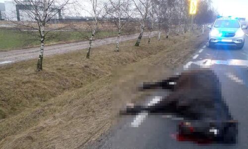 zderzenie konia z samochodem, słupca, wielkopolska, sulęcin , lubuskie