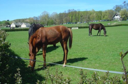 konie, ubezpieczenie konia, koń, ubezpiecz konia, Concordia Ubezpieczenia
