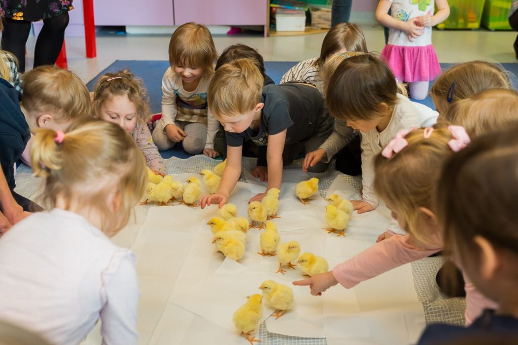 Krajowa Rada Drobiarstwa-Izby Gospodarczej, drób, promocja drobiu, hodowla drobiu, produkcja drobiu