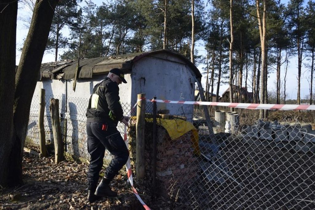 legiono, przystanek, locha, dzik, warchlaki, straż miejska w legionowie