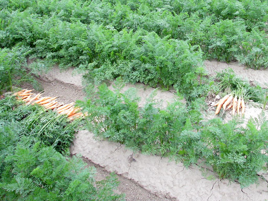 zbiory marchwi, uprawa marchwi, kowr, marcin wroński