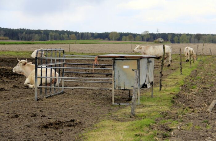 bydło mięsne, namiot cyrkowy, hodowla ras mięsnych, charolaise, salers,