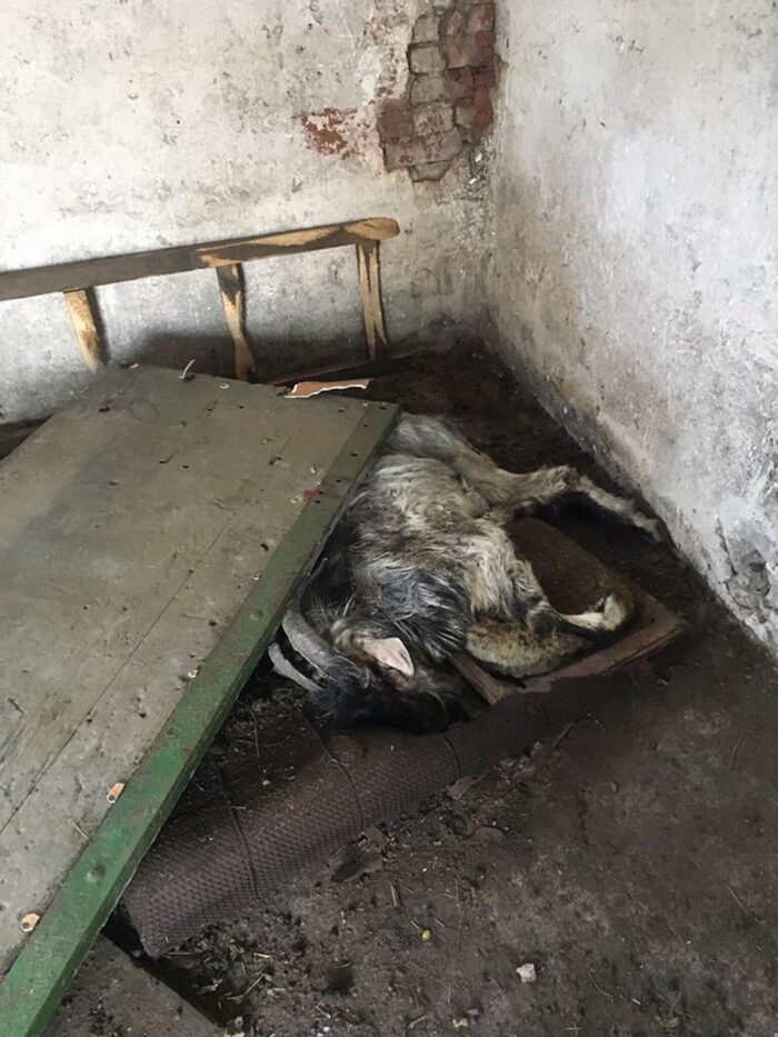 padłe zwierzęta, zwłoki zwierząt w rozkładzie, sosnowiec, policja, OTOZ Animals