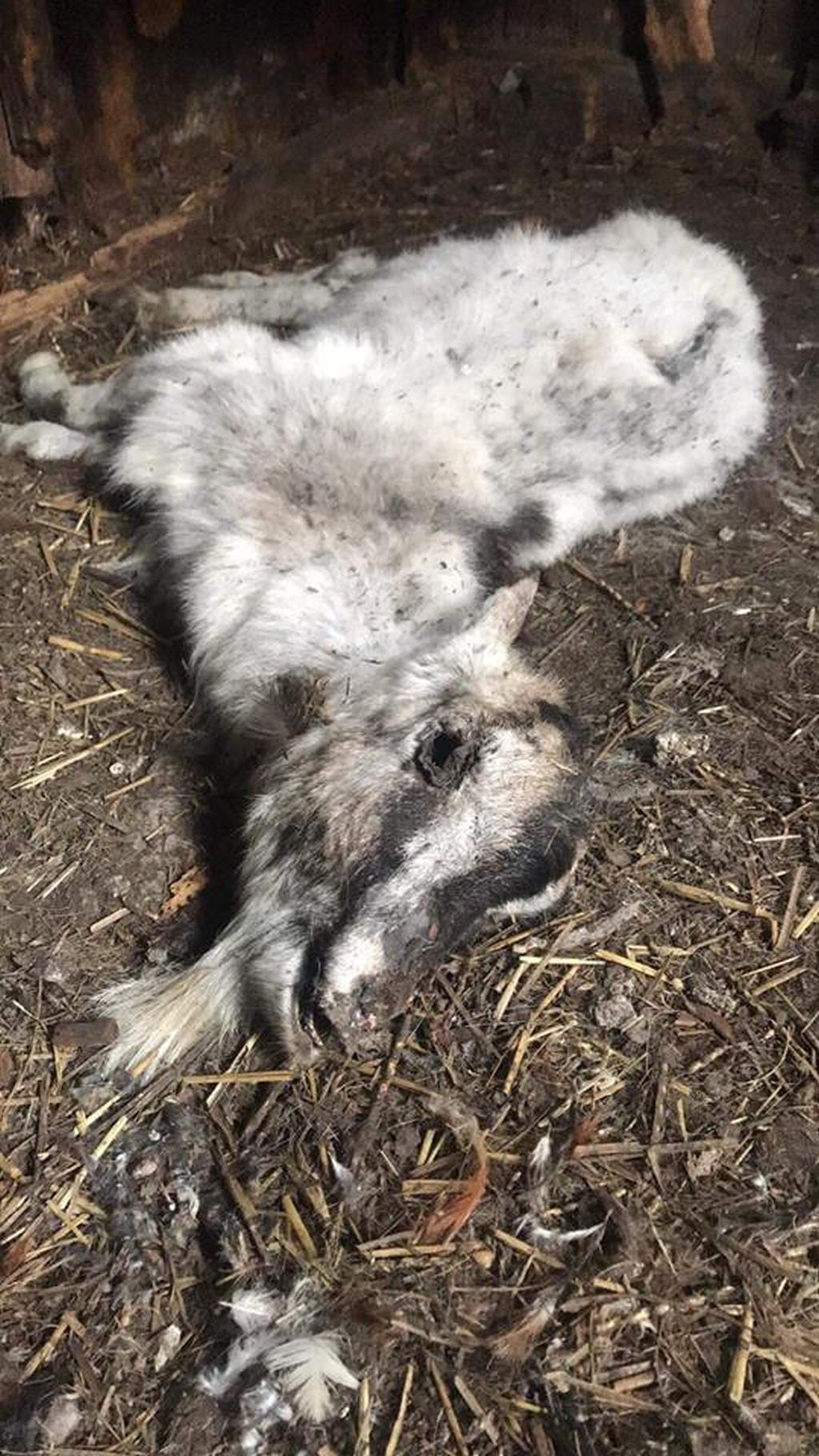padłe zwierzęta, zwłoki zwierząt w rozkładzie, sosnowiec, policja, OTOZ Animals