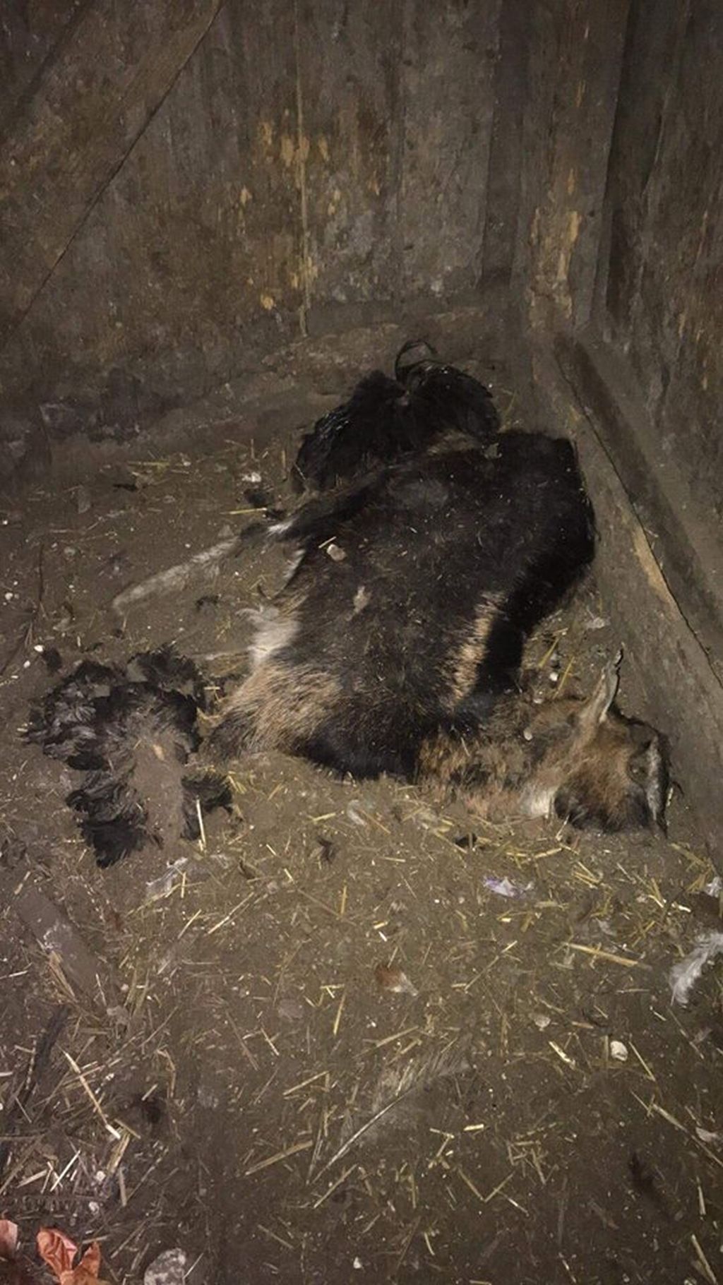 padłe zwierzęta, zwłoki zwierząt w rozkładzie, sosnowiec, policja, OTOZ Animals