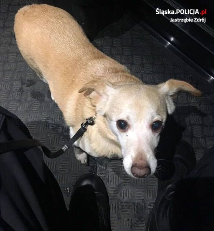 Policjanci uratowali psa, Jastrzębie-Zdrój, pies, ratunek dla psa, zima, mróz
