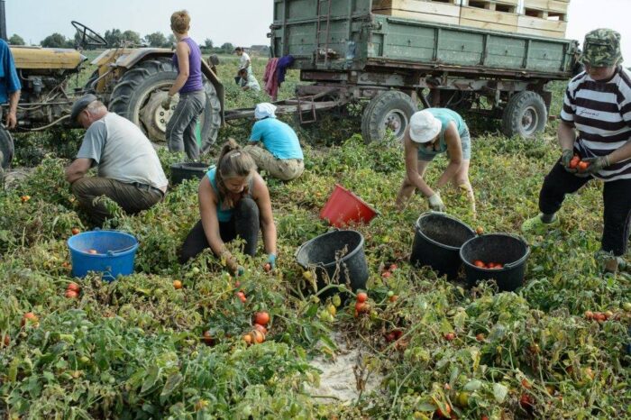 ustawa o ubezpieczeniu społecznym rolników, praca w rolnictwie, usrawa, PO, PiS