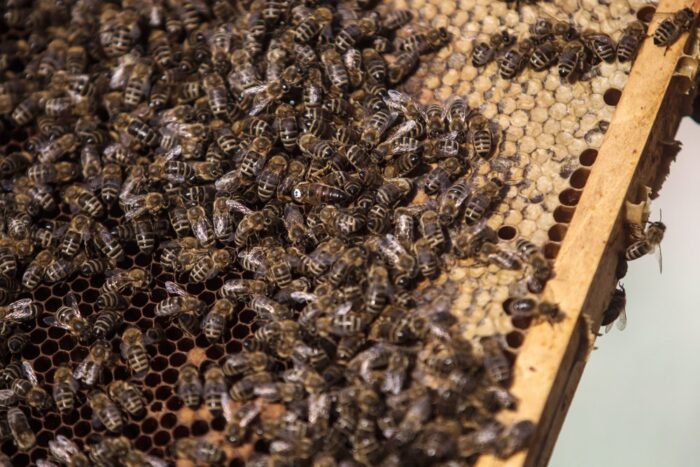 pszczelarstwo, pszczelarze, lista pasiek w internecie, lokalizacja uli, czechy