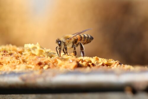 program małopolska pszczoła, pszczelarstwo, promocja pszczelarstwa, ochrona naturalnych siedlisk dzikich pszczół