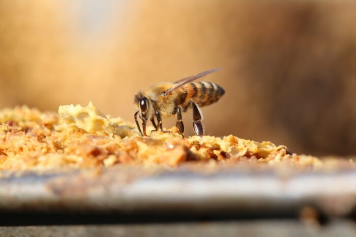 program małopolska pszczoła, pszczelarstwo, promocja pszczelarstwa, ochrona naturalnych siedlisk dzikich pszczół
