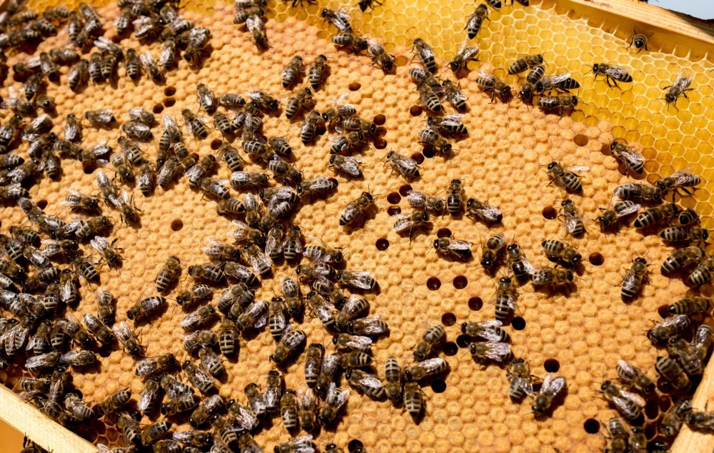 ochrona pszczół, parlament europejski, wsparcie pszczelarstwa, produkcja miodu