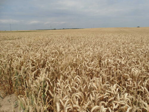 pszenica, pole, kłosy