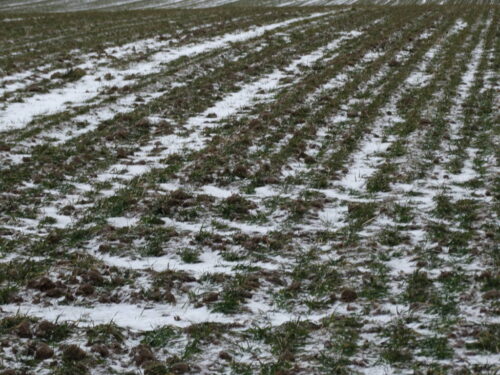 pszenica, śnieg, pole