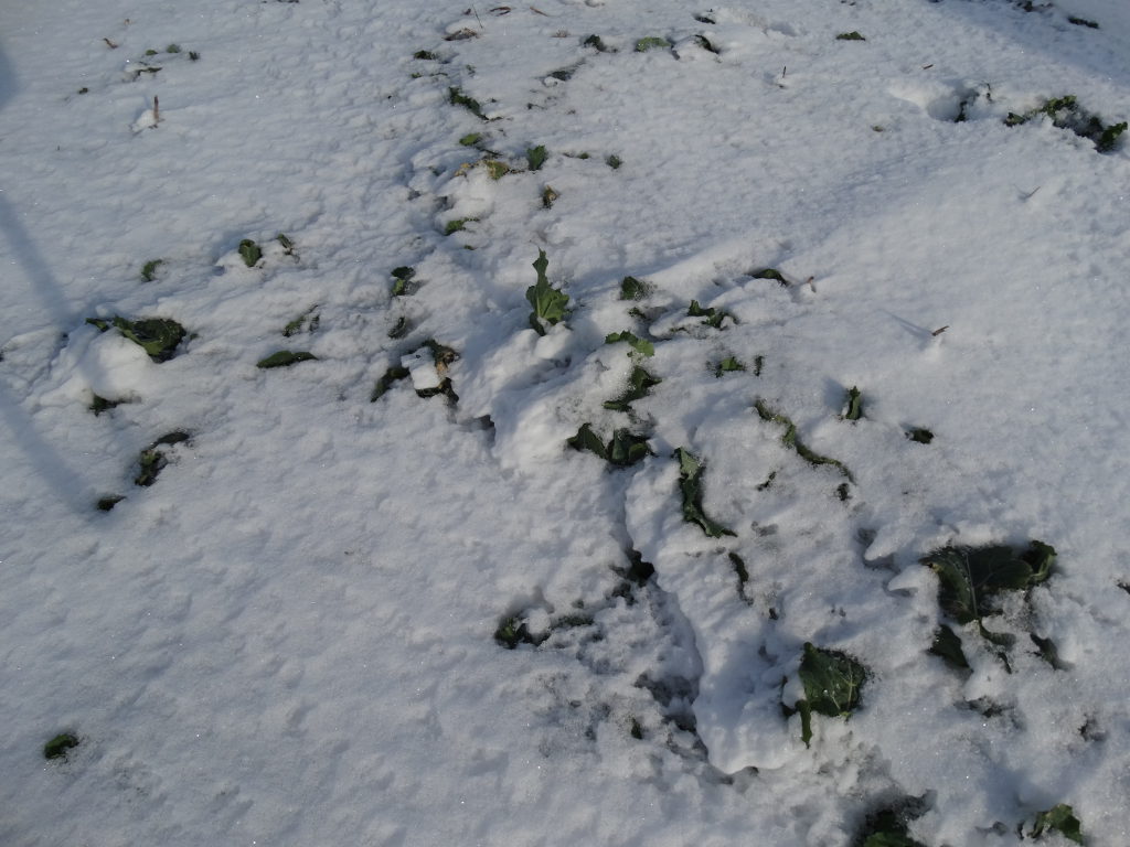 rzepak, śnieg, Zamojszczyzna
