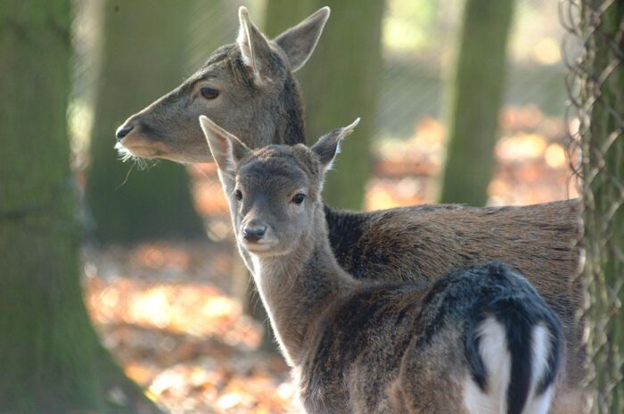 straty w uprawach, jeleniowate, jelenie, sarny, ministerstwo środowiska, zwierzęta